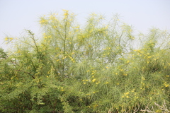 Parkinsonia aculeata
